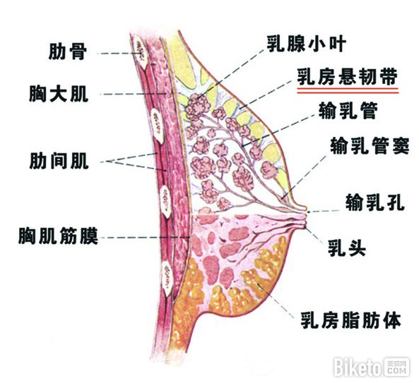 不是大胸姑娘也该看:运动内衣品牌终极大盘点