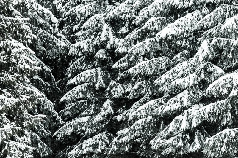 conifer-trees-covered-with-snow-close-up-background-picjumbo-com.jpg