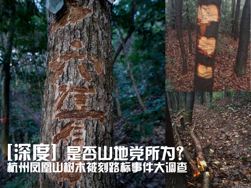 是否山地党所为？杭州凤凰山树木被刻路标事件大调查
